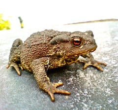 Toad by Thomas Guest