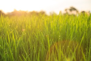 Organic Rice Field With Dew Drops